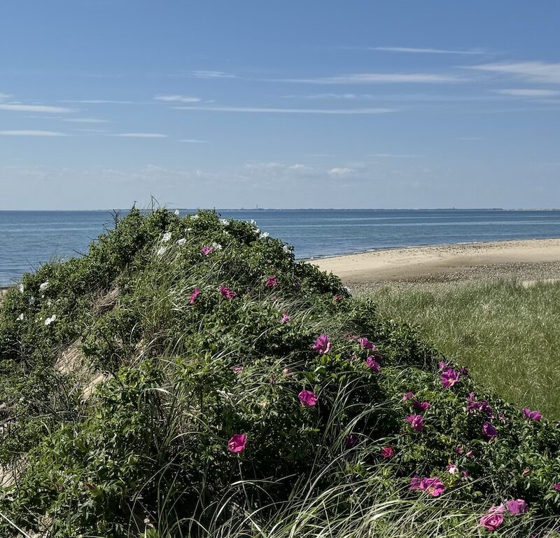 Wellfleet